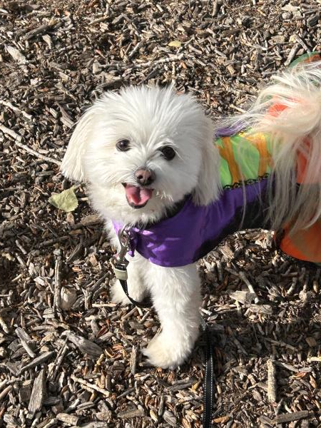 /images/uploads/the santa fe new mexican/santafepetcontest-2025/entries/31818thumb.jpg